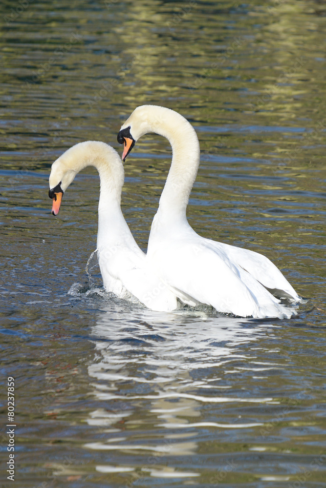 Fototapeta premium Mute Swan, Cygnus olor