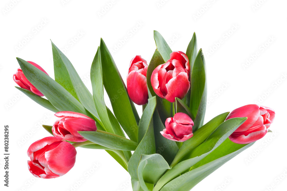 Naklejka premium tulips