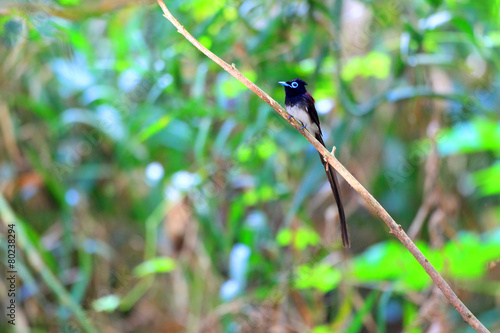 Japanese Paradise Flycatcher (Terpsiphone atrocaudata) in Japan photo