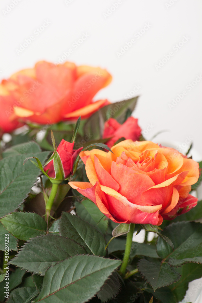 Obraz premium Bouquet Of Roses On White Background