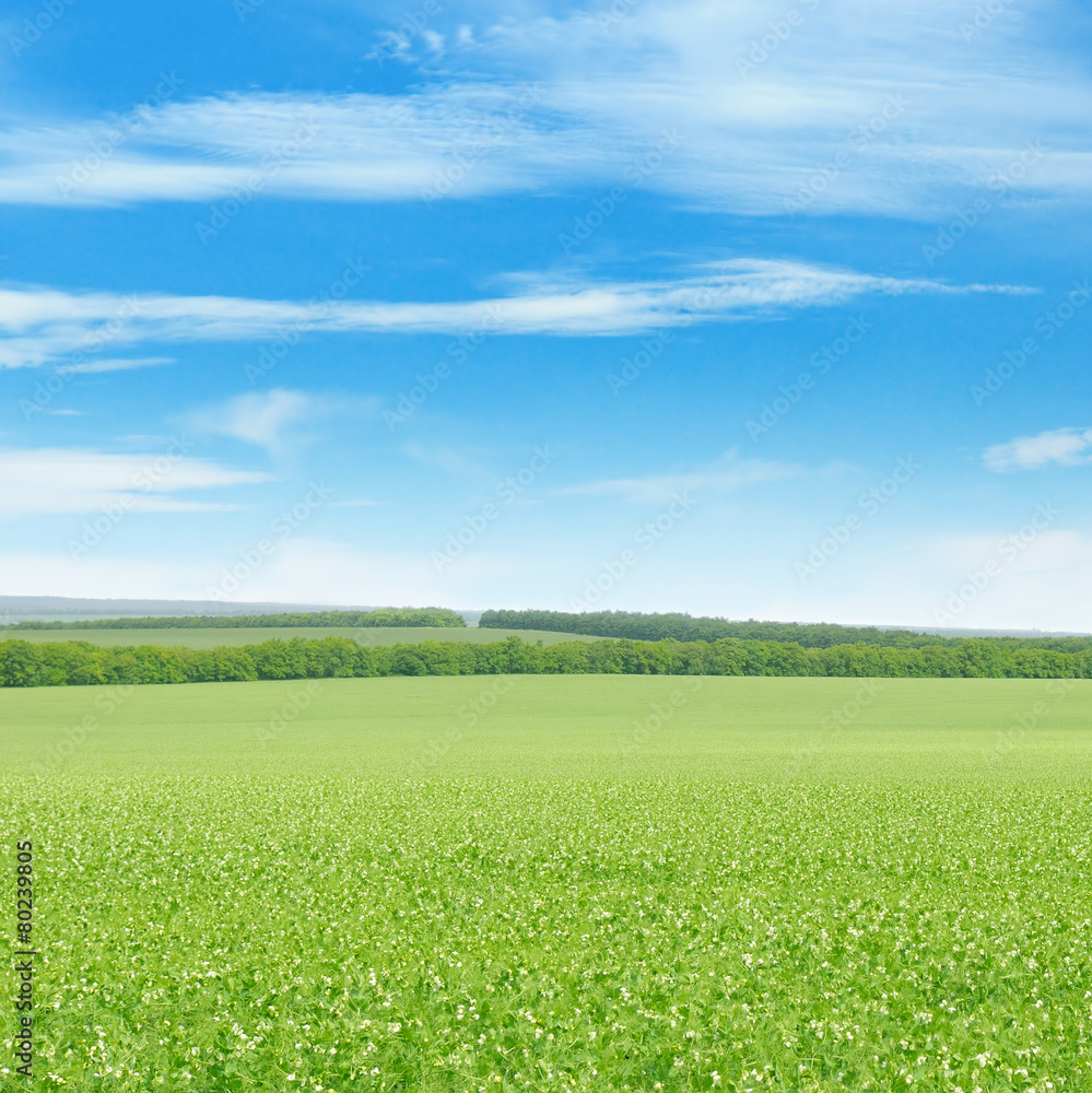 green field and blue sky with light clouds green field and blue sky with light clouds