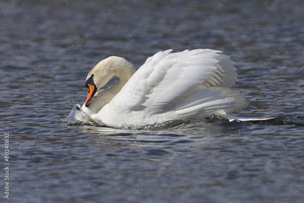 Naklejka premium Höckerschwan