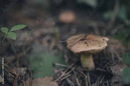 wild mushrooms © DalaiFood