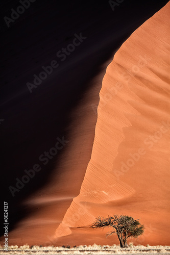Fototapeta Naklejka Na Ścianę i Meble -  Camelthorn tree and dune