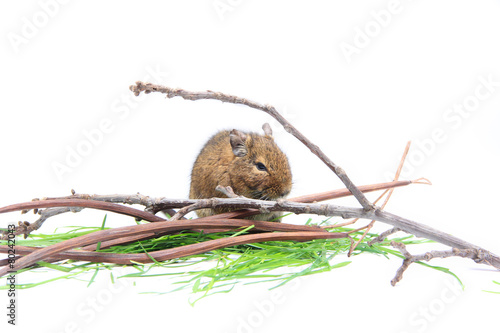 Chilean squirrel degu photo