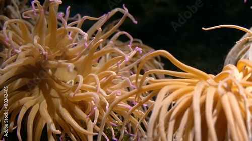 aquarium of genoa, sea anemone photo