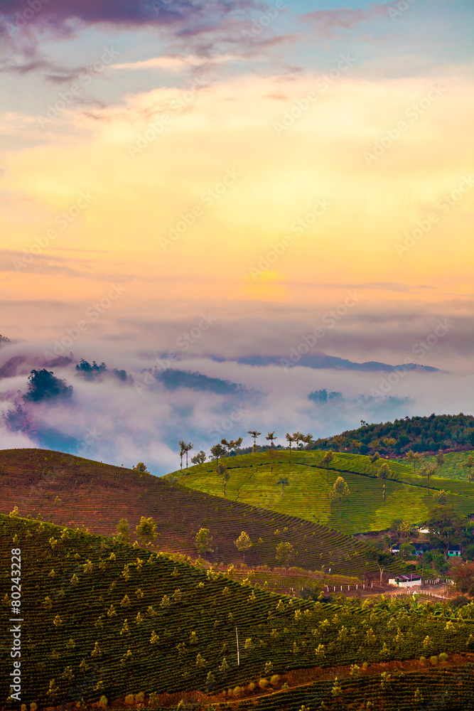 Tea plantations in India