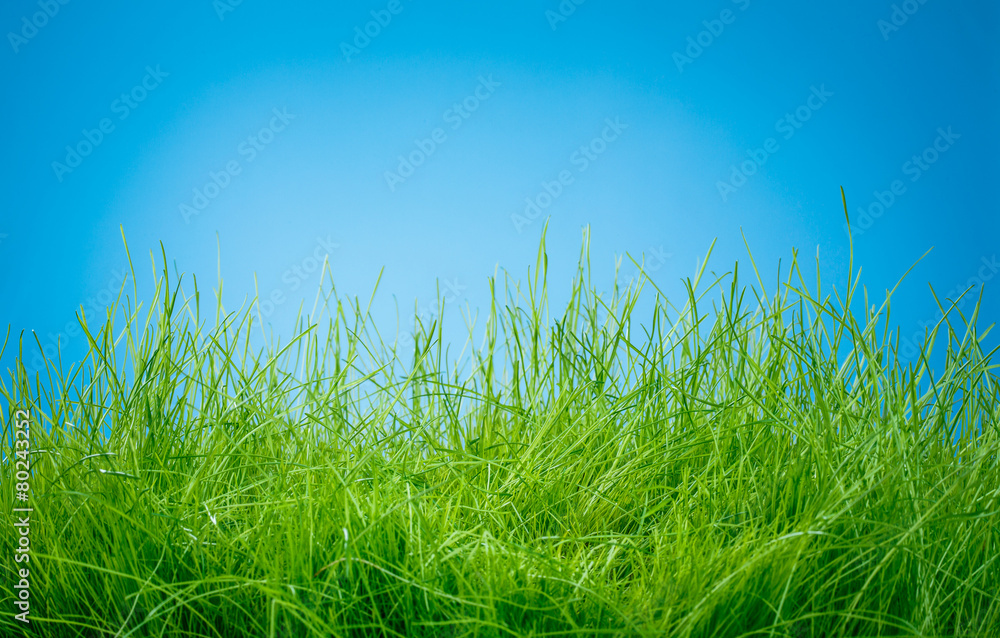 Fototapeta premium Spring green grass