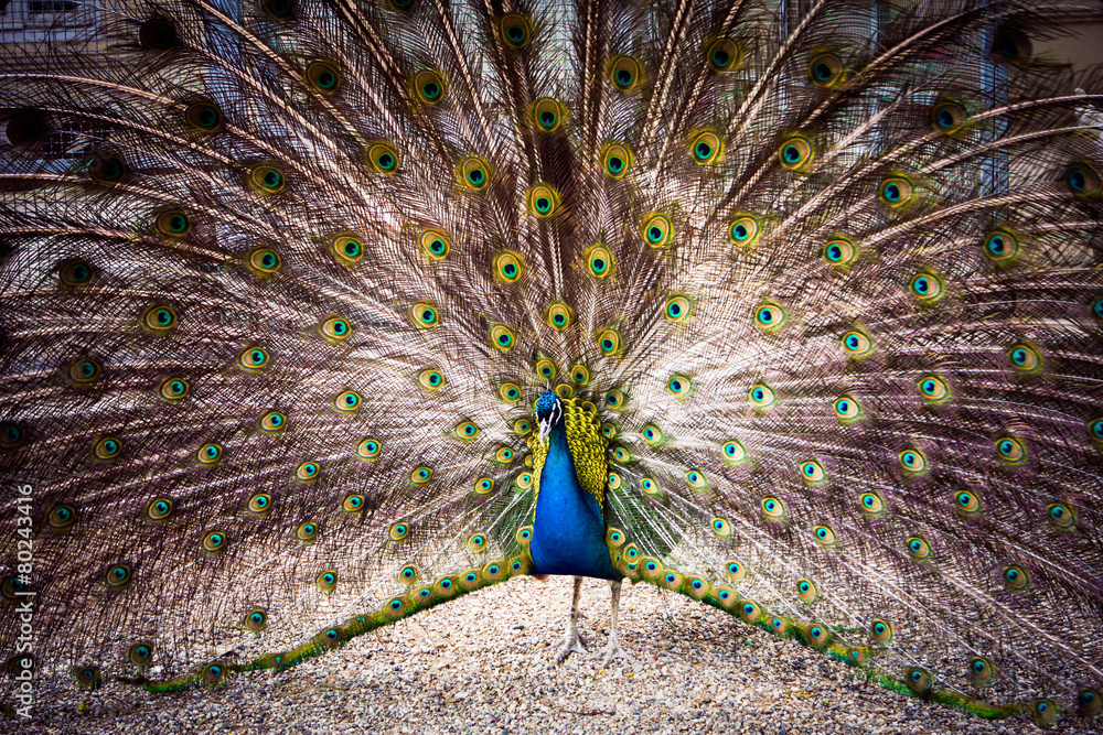 Fototapeta premium The peacock spreads its magnificent tail.