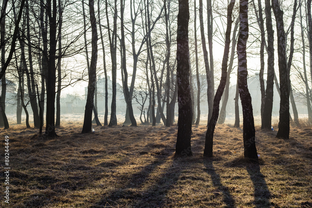 freezing morning in spring forest freezing morning in spring forest