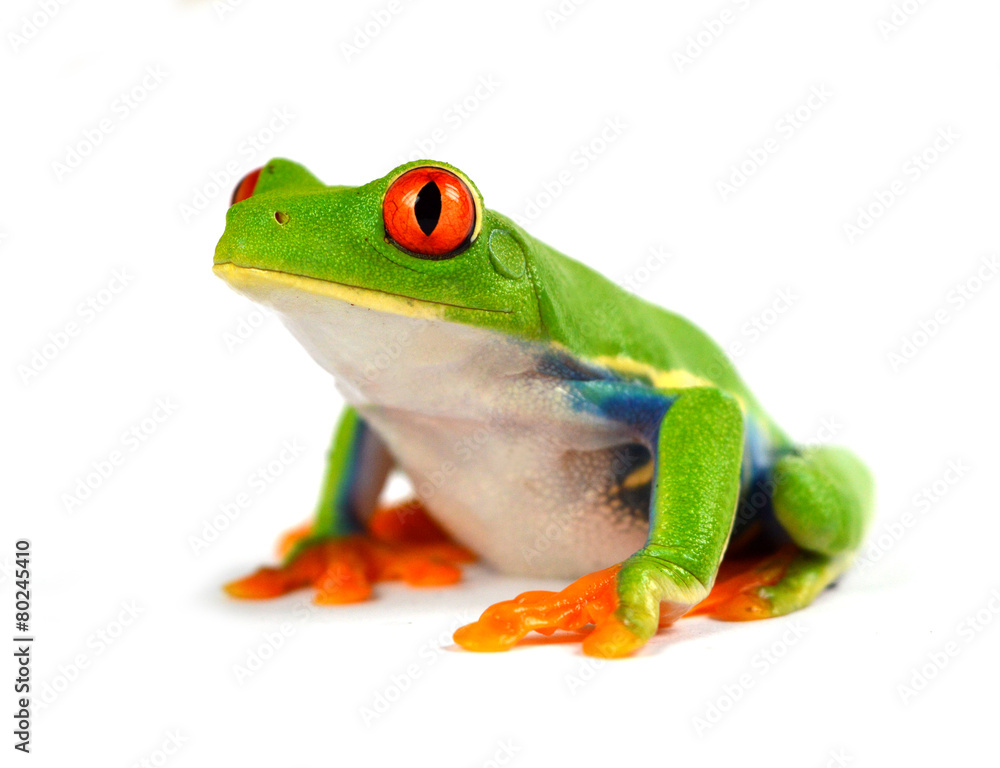 Naklejka premium Agalychnis callidryas