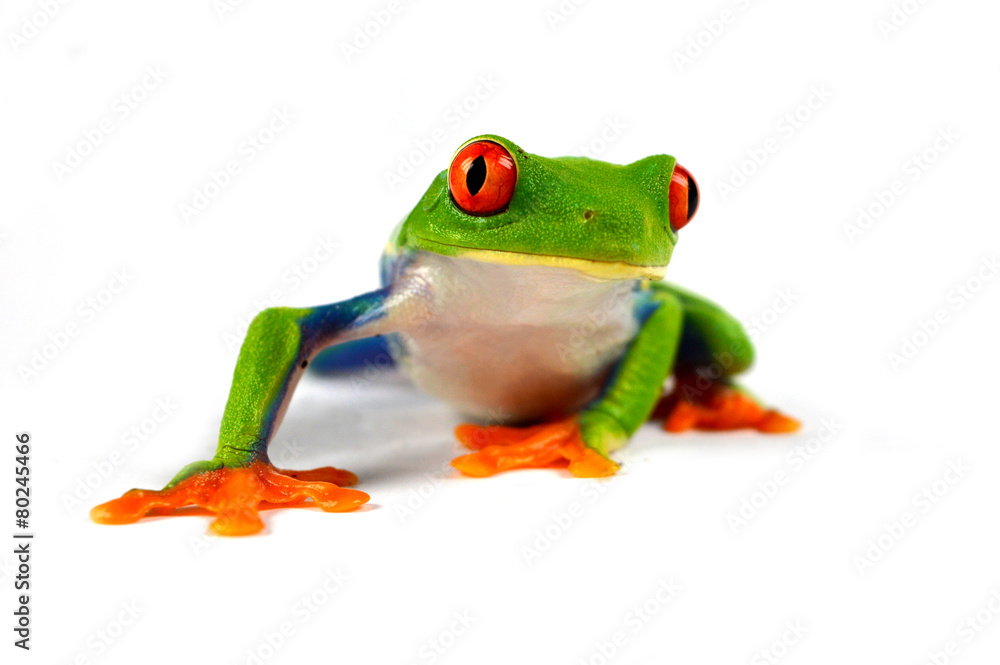 Obraz premium Agalychnis callidryas