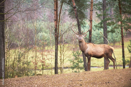 Powerful adult red deer stag in natural environment autumn fall