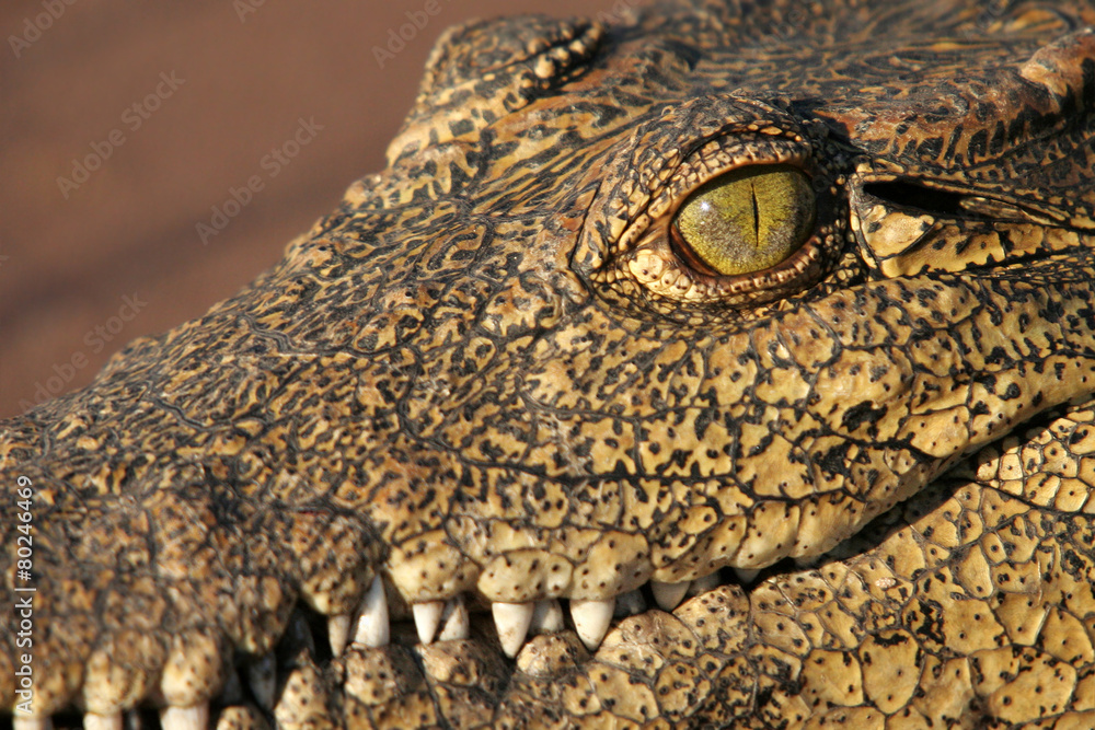 Fototapeta premium Crocodile Eye