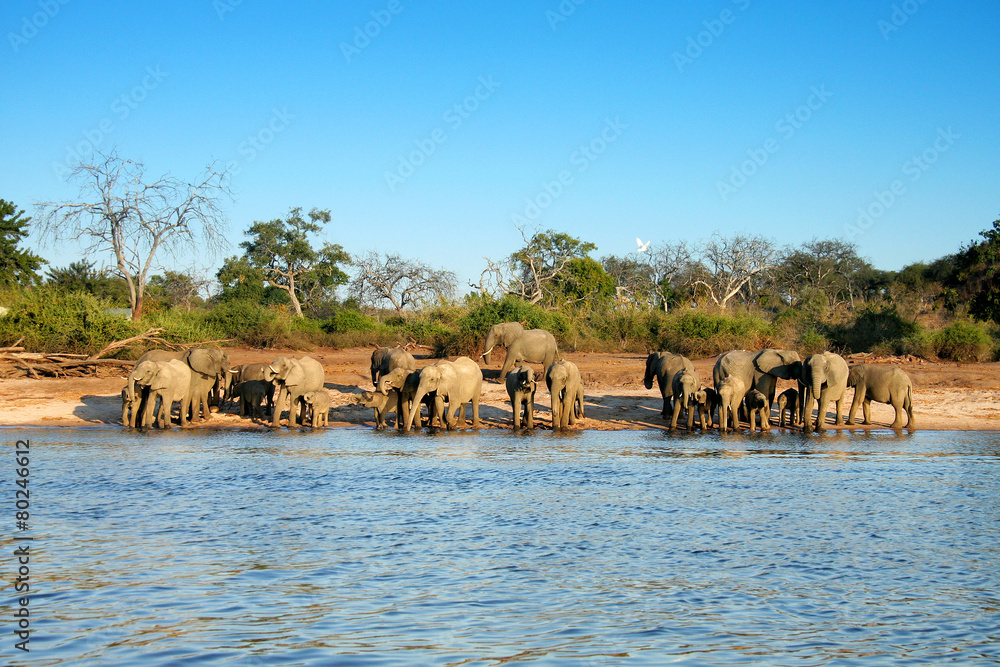 Naklejka premium Elephant herd