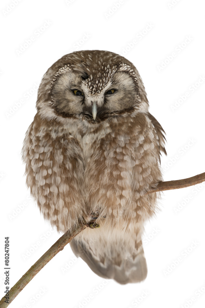 Naklejka premium Raufußkauz, Boreal owl, Aegolius funereus