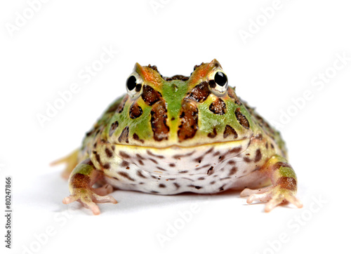 frog pacman(ceratophrys ornata) photo