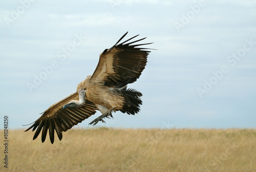 Vulture landing photo