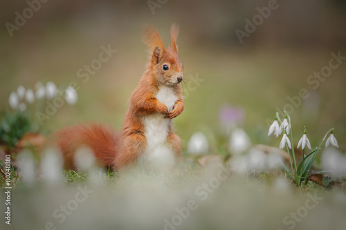 Red squirrel with lots of spring flowers © Natureimmortal
