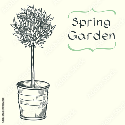 Sketched potted olive tree.