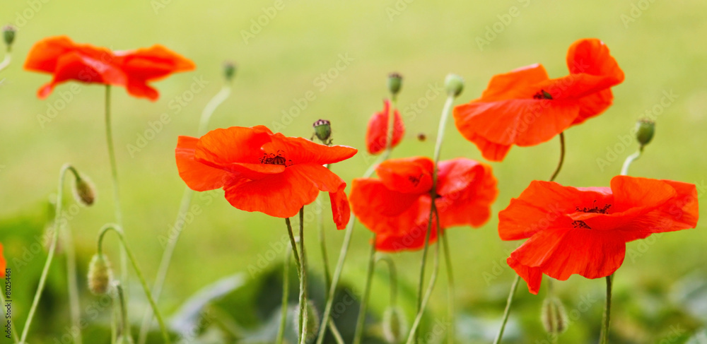 Obraz premium Red poppies.