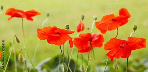 Red poppies.