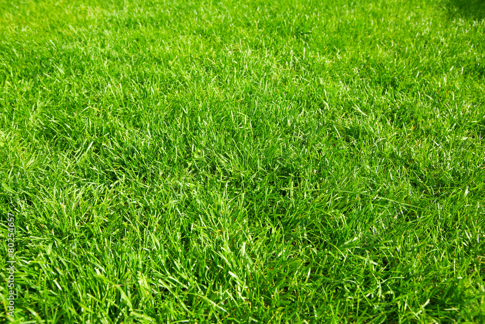 Obraz premium Green grass.