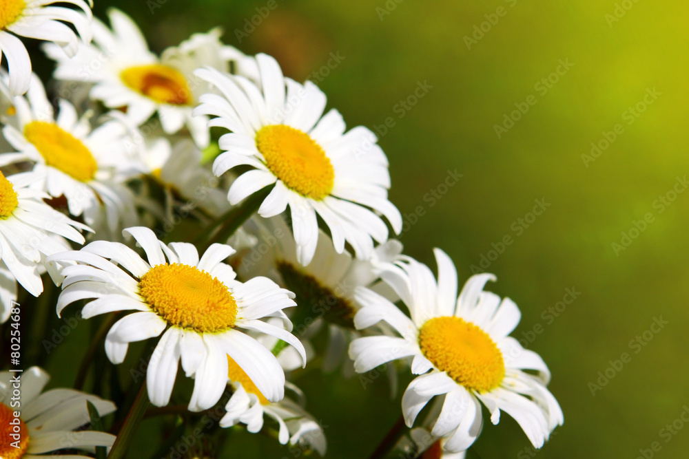 Fototapeta premium White daisy flowers .