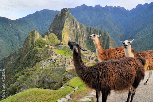 Llamas at Machu Picchu, lost Inca city in the Andes, Peru © flocu