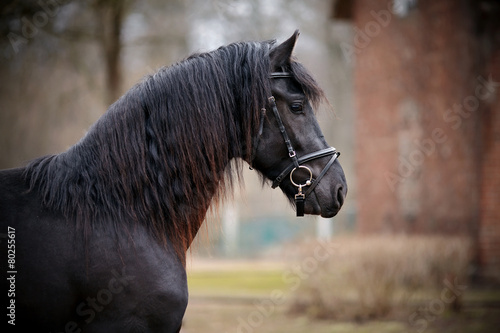Portrait of a sports black horse. #80255617