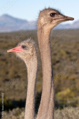 Ostrich Heads photo