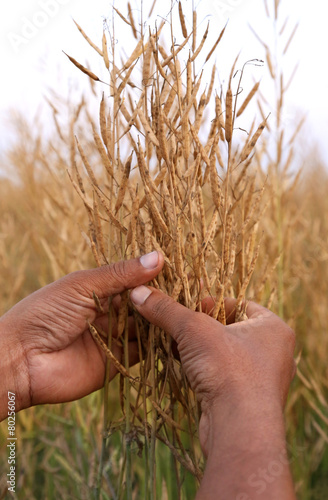 Hand holding golden mustard