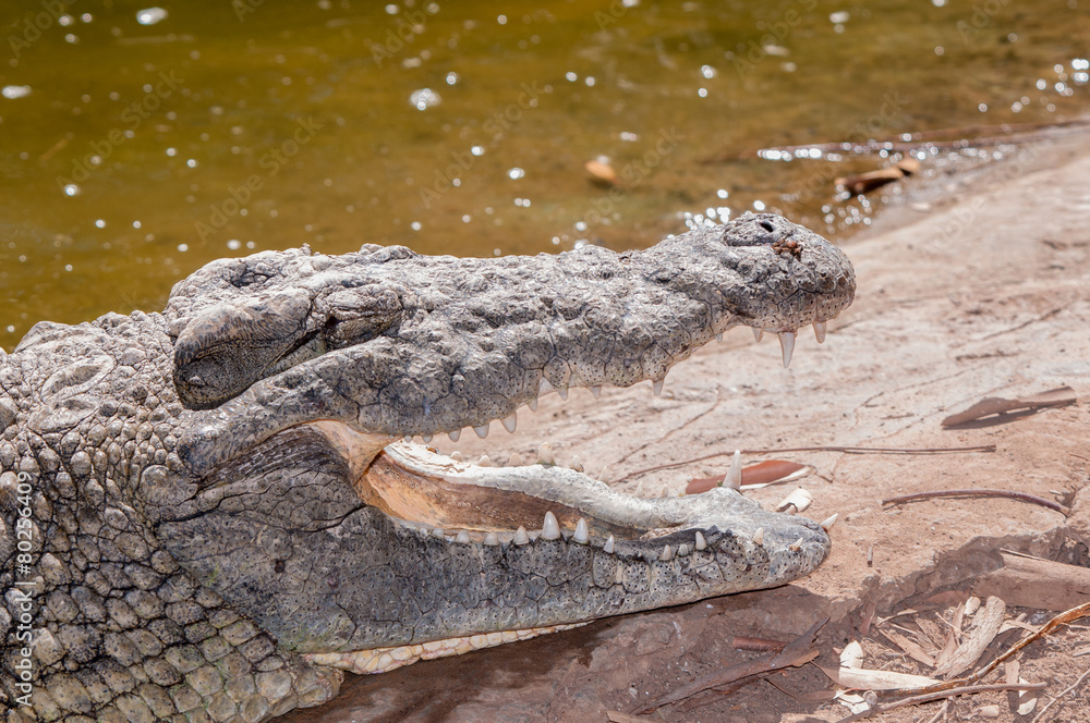 Obraz premium Nile crocodile