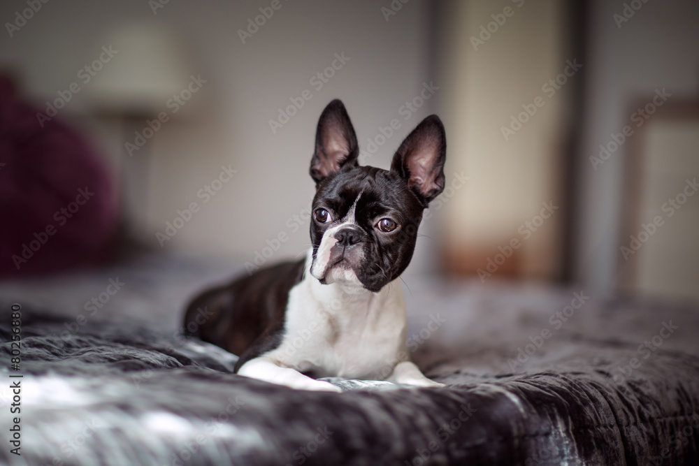 Boston Terrier on the Bed