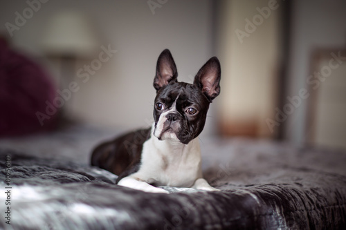 Boston Terrier on the Bed