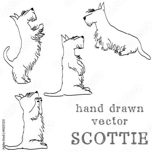 Hand sketched Scottish terriers in different poses