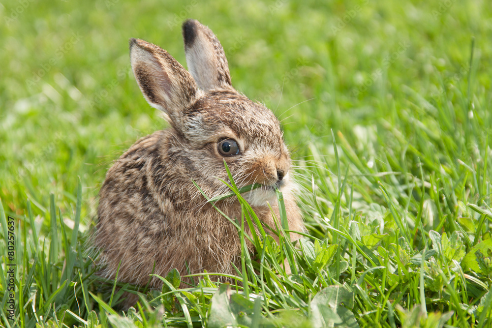 Little hare Little hare