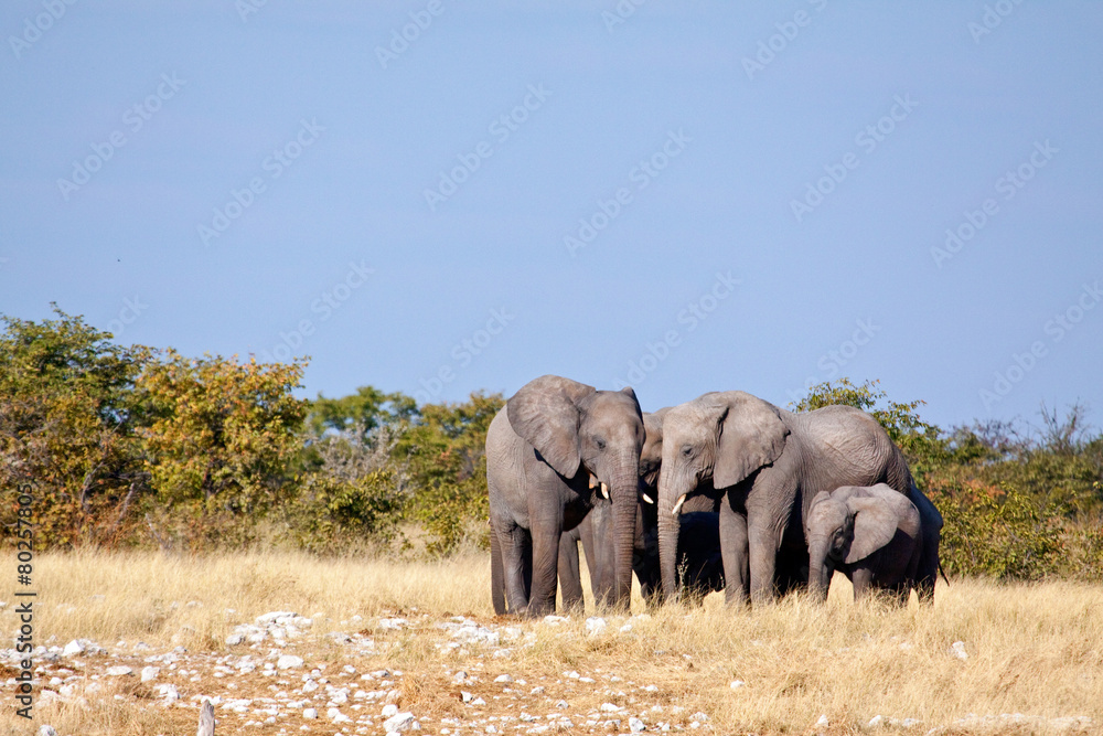 Obraz premium Elephant herd