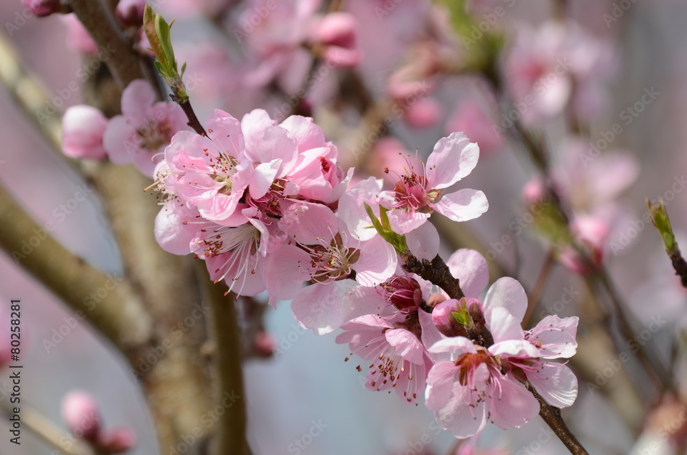 桃の花 桃の花