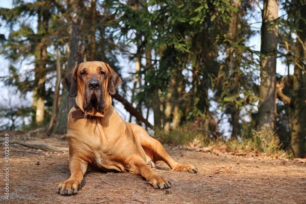 Basilian Fila in forest