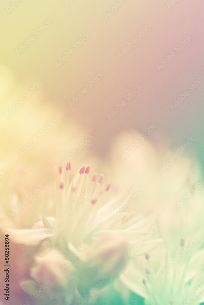 Fototapeta premium flowers