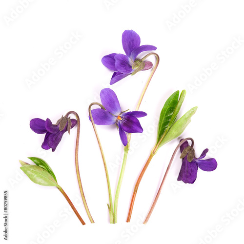 bouquet of violets