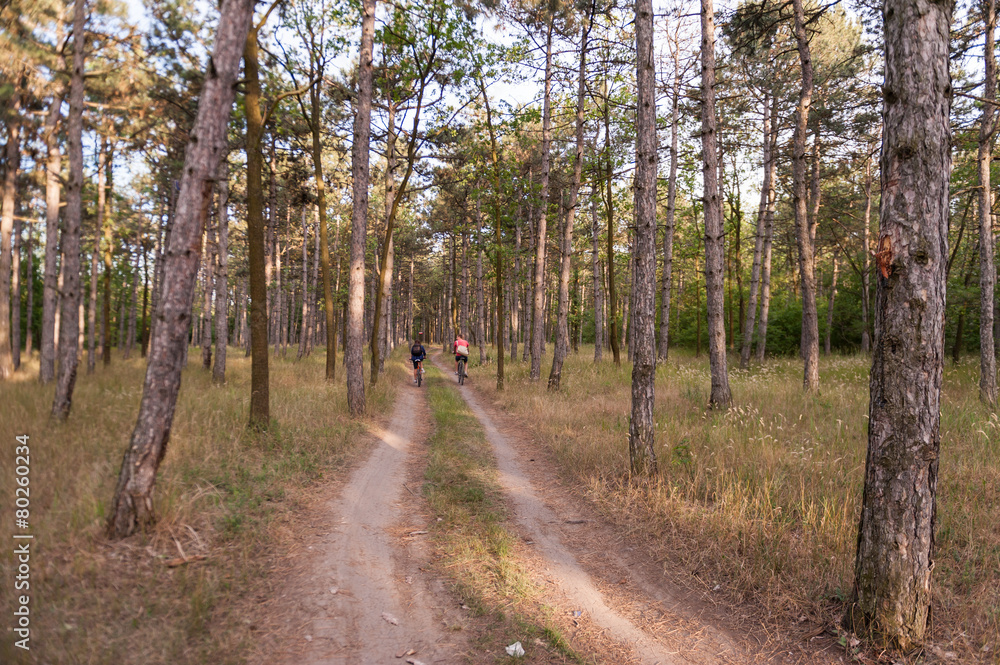 Fototapeta premium Pine forest