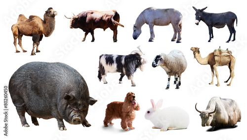 pig and other farm animals. Isolated over white