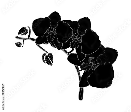 Orquídeas 