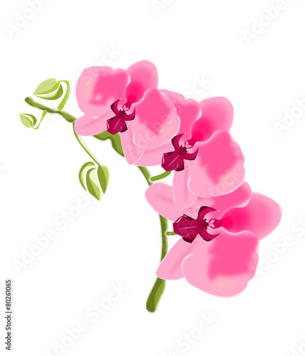 Orquídeas 