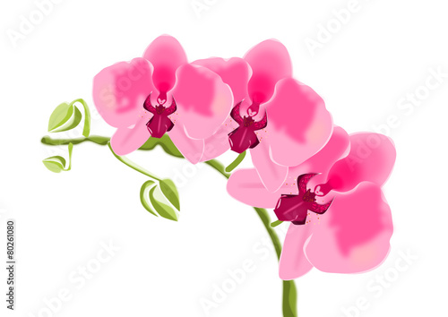 Orquídeas 
