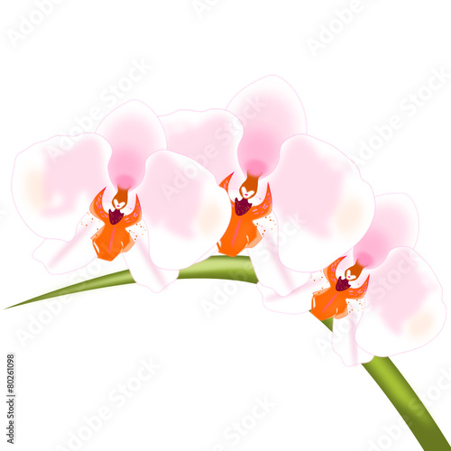 Orquídeas 