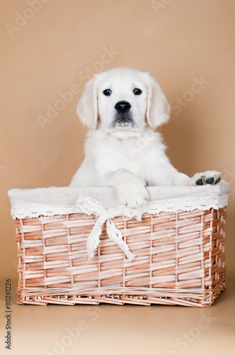 adorable puppy in a basket