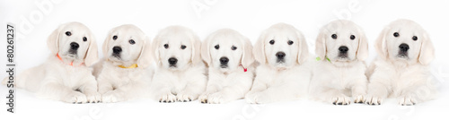 Canvas Print seven golden retriever puppies lying down together